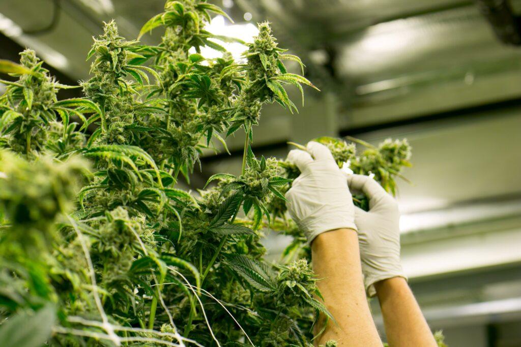 Cannabis Stecklinge_ganjafarmer.de